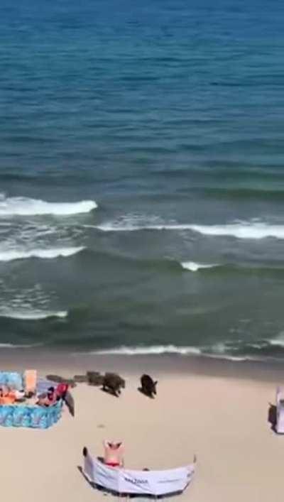 Getting boared on the beach