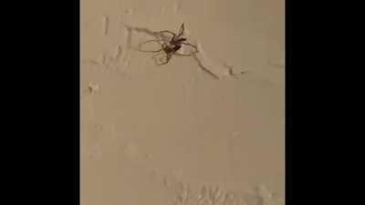 Why’d they have to break the treaty?