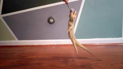 Khorsheed will never give up on a hornworm :)