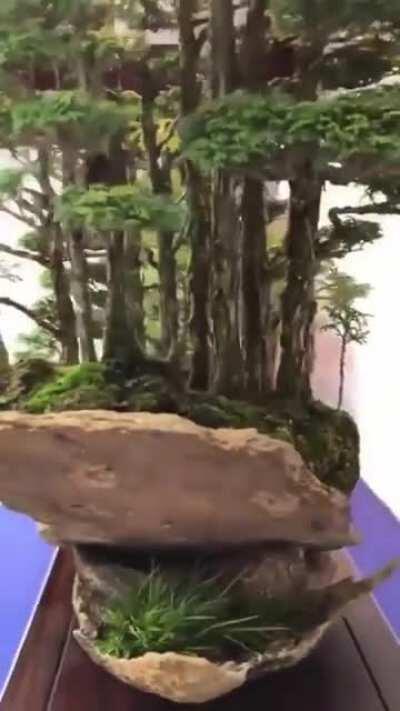 Bonsai Forest