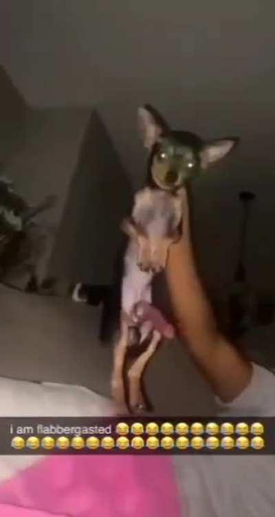 when a Chihuahua more hung than you🥲🥲