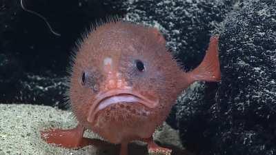 Sea toad near Wake Island, a coral atoll in the western Pacific Ocean