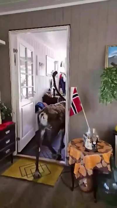 Meanwhile in Norway...