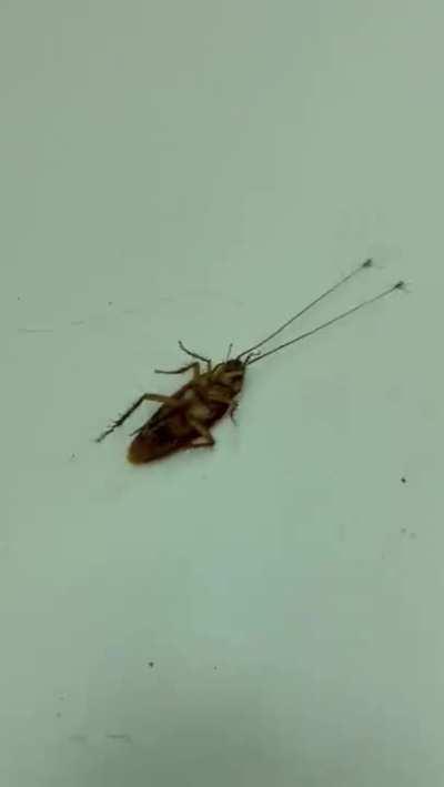 Two ants dragging a cockroach.