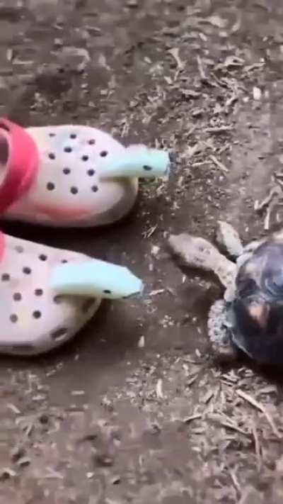 WCGW - A Tortoise Chilling With New Friends