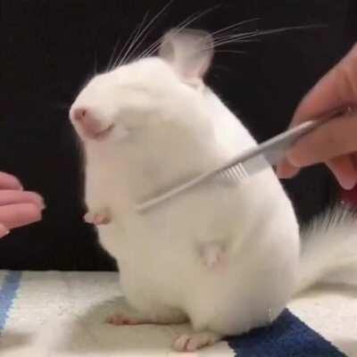Chinchilla enjoying the brush time