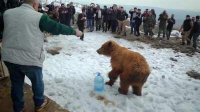 Releasing a bear into the wild with a huge audience