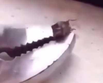 A message to all cockroaches