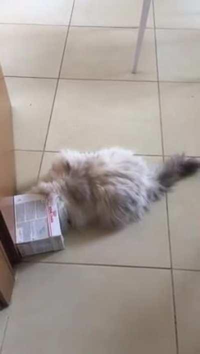 Catculation gone wrong (she believes she’s still a kitty)