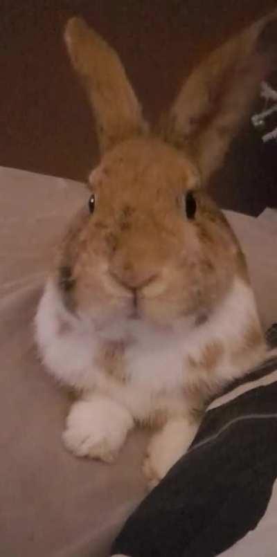 when we rustle any bag in the house