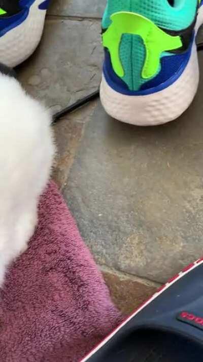 Apologise for poor video quality, but she loves her weekly vacuum!