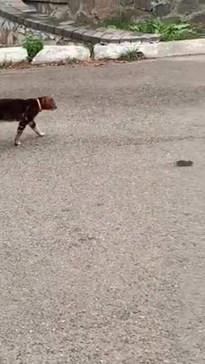 My cat is broken. He never catches mice, just chilling with them. I once had to borrow neighbor’s cat to deal with mice infestation last summer