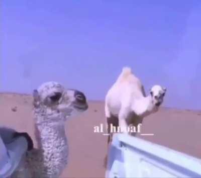 جمل مضحك هههه مضحك 😂😂👌🏻🇮🇶