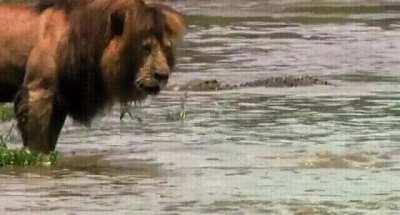 Lion showing crocs who is in charge