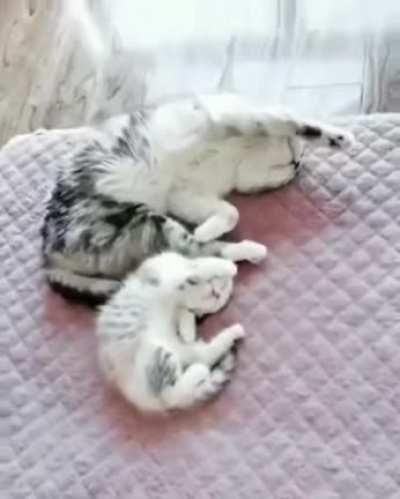 Copycat / copykitten