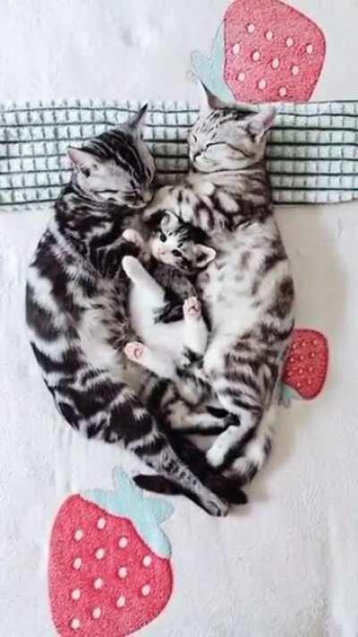 Kitten disturbing mum & dad 🤩