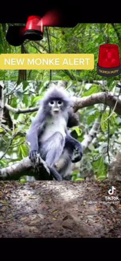 Someone go get Chris