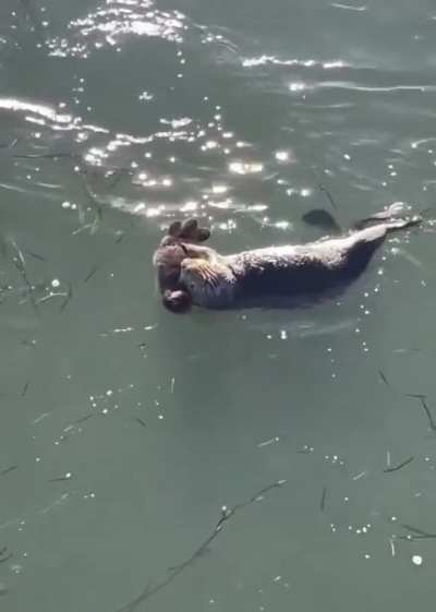 Some otters floating around 