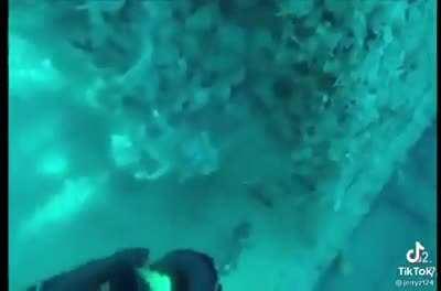 They are known to attack divers.