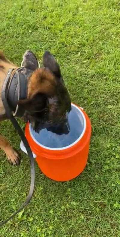 Wouldn’t let me post video earlier, but here’s my dog drinking water when he’s hot