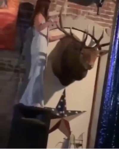 WCGW mounting the mounted moose head...?