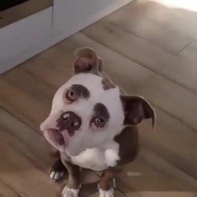 This doggo has eyebrows and eyes like a human..