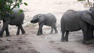 Baby elephant finds a tissue and cleans its ear.