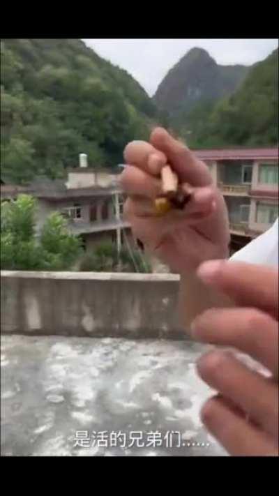 Gut Eats Large Wasp, Does'nt End well...