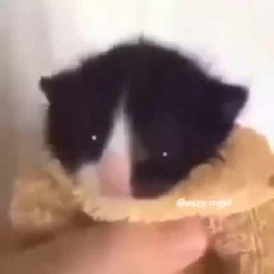 BeelcitosMemes - Video #2980