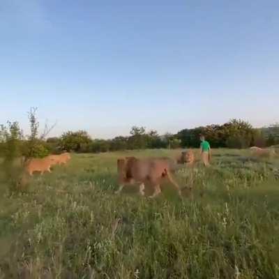 Teaching the house cats how to behave with a shoe(sorry if it's a repost)