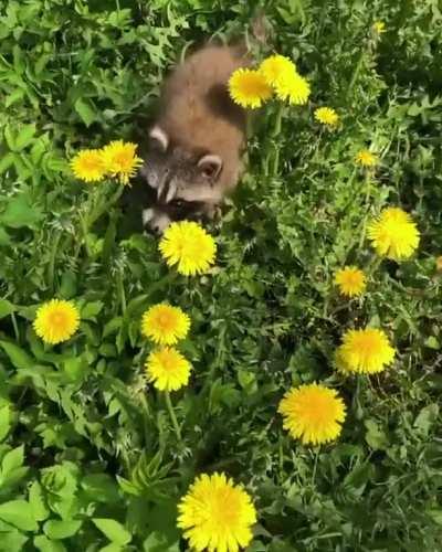 raccoon in the springtime!