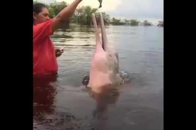 A closer look at a pink dolphin, and the way they interact with indigenous communities in the Colombian Amazon.