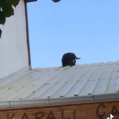 Verguizas cabrones edicion furro