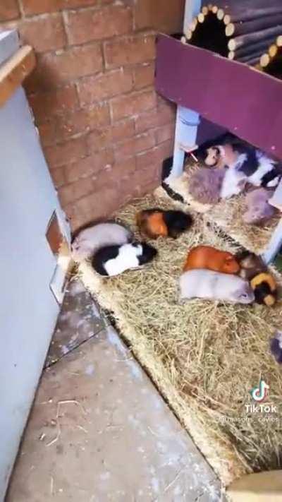 have you guys seen this account on tiktok? 90+ guinea pigs and they’re all named ❤️ (@masons_cavies)