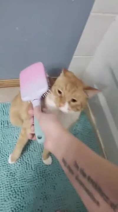 Brushy brushy