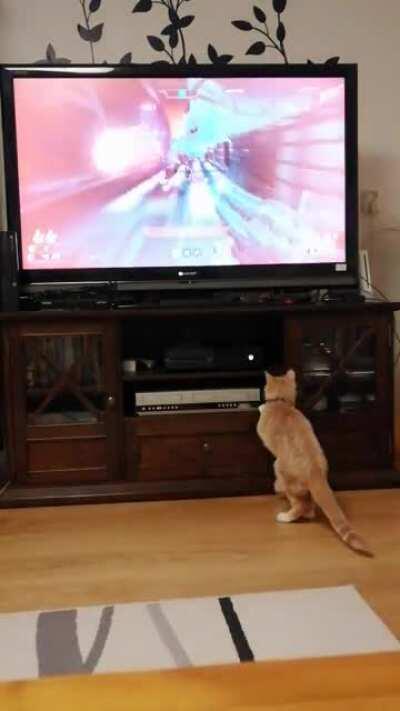 (template) I played doom eternal and this what my sister's cat did?