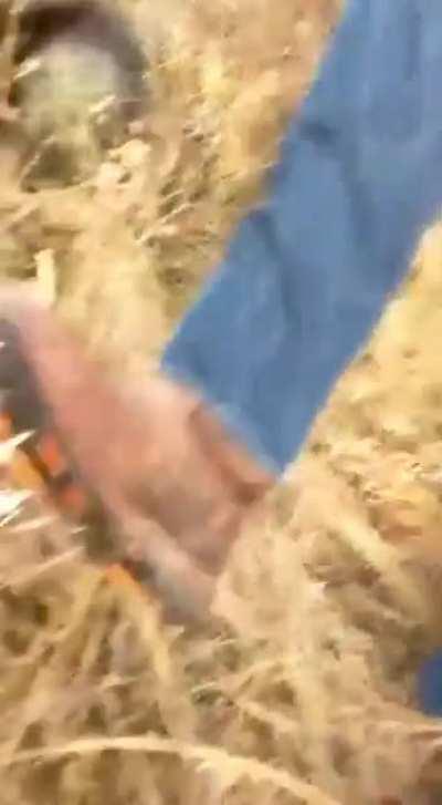 How effective the Porcupine's defence system Is