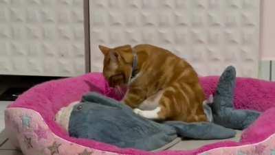 Blahaj getting a relaxing massage from a chonky ginger cat. 😅🤣🤩