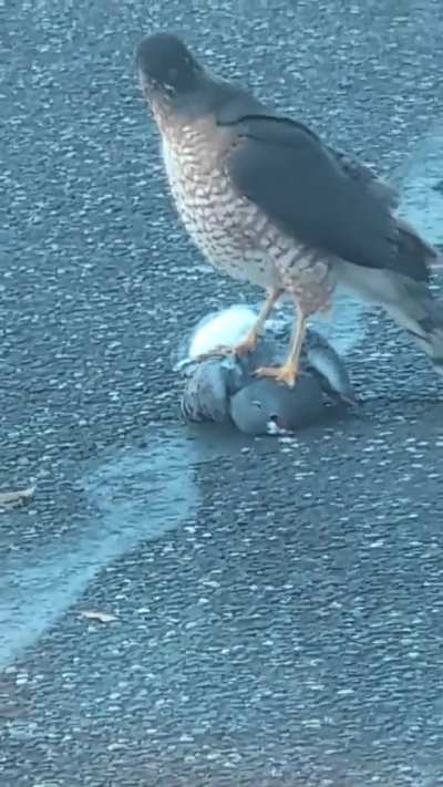 Guys. I witnessed a murder today 😭