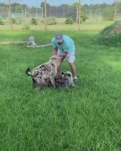 Милые пёсели