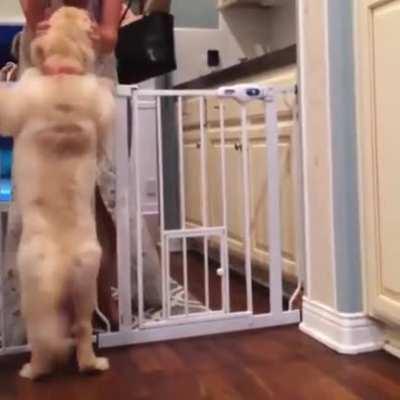 Golden girl is so happy that her family has returned