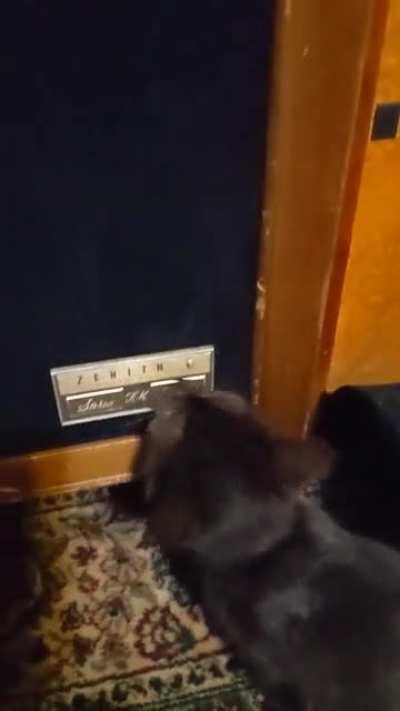 Testing new (to me) speakers and our new kitten got curious.