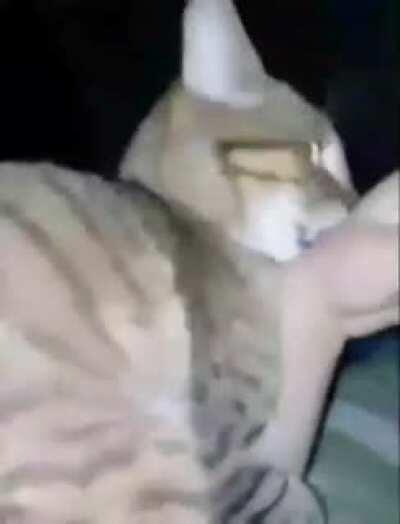 Gato culiao se lo violó