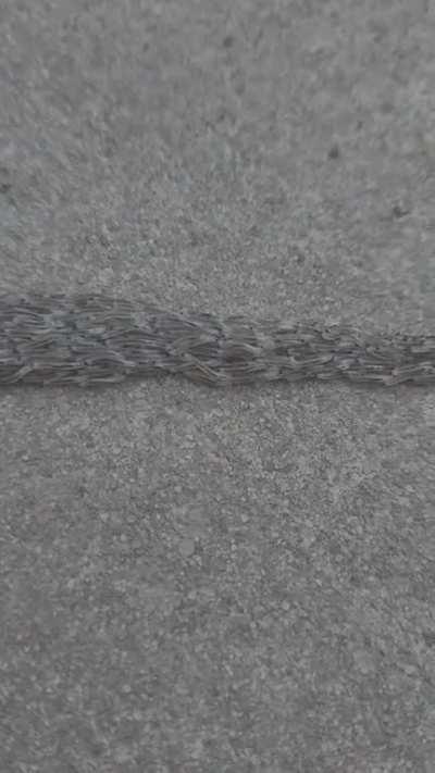 Hundreds of gnat larvea headed for my garden bed