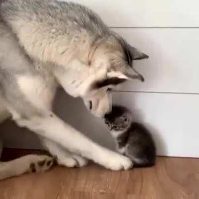 Excuse me, but I am sleepy and need snuggles please.