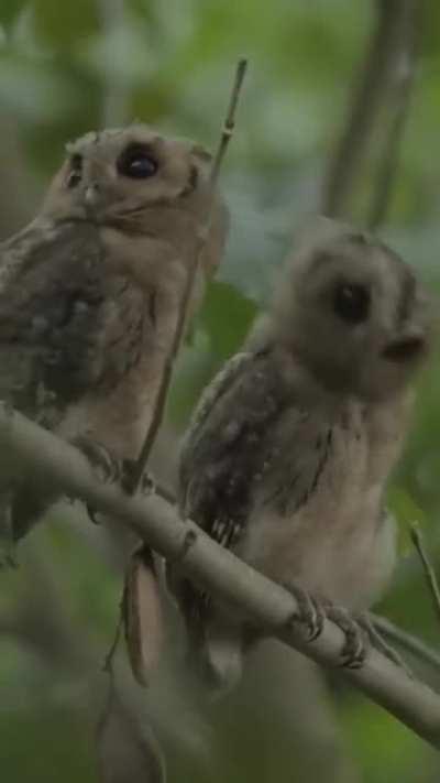 Baby scops owls