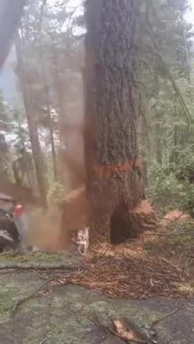 Here's why lumberjacking is a dangerous occupation