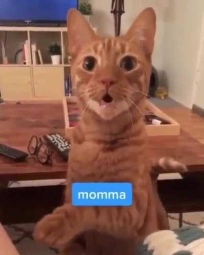 Мам Мама Маам