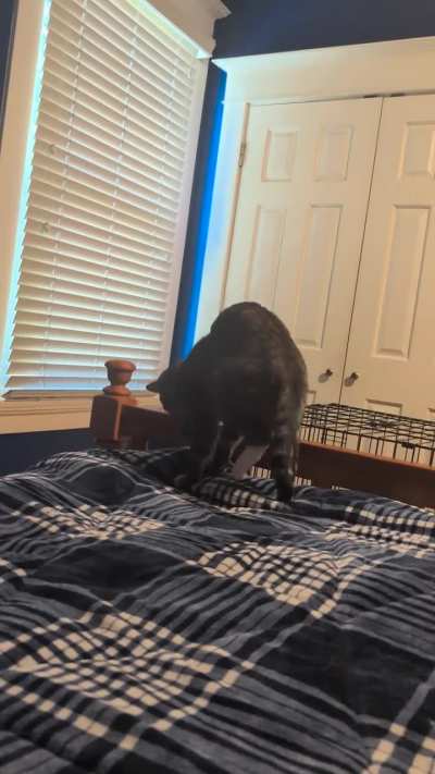 Buffalo-camel-cat biscuit maker