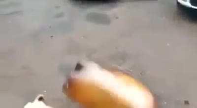 Dog goes boom (Dog wasn't harmed)